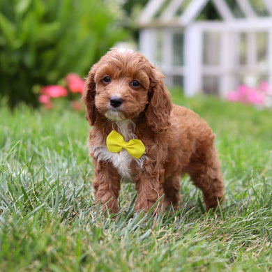Herb - Available 8/6