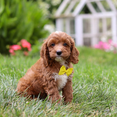 Herb - Available 8/6