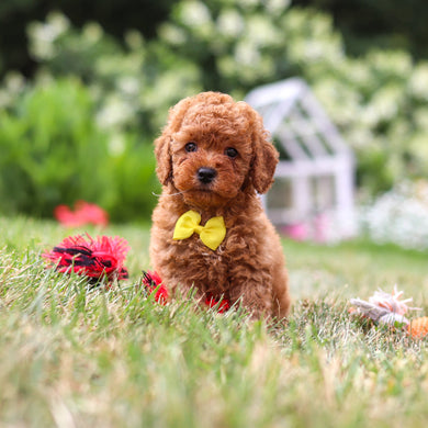 Floyd - Available 8/13