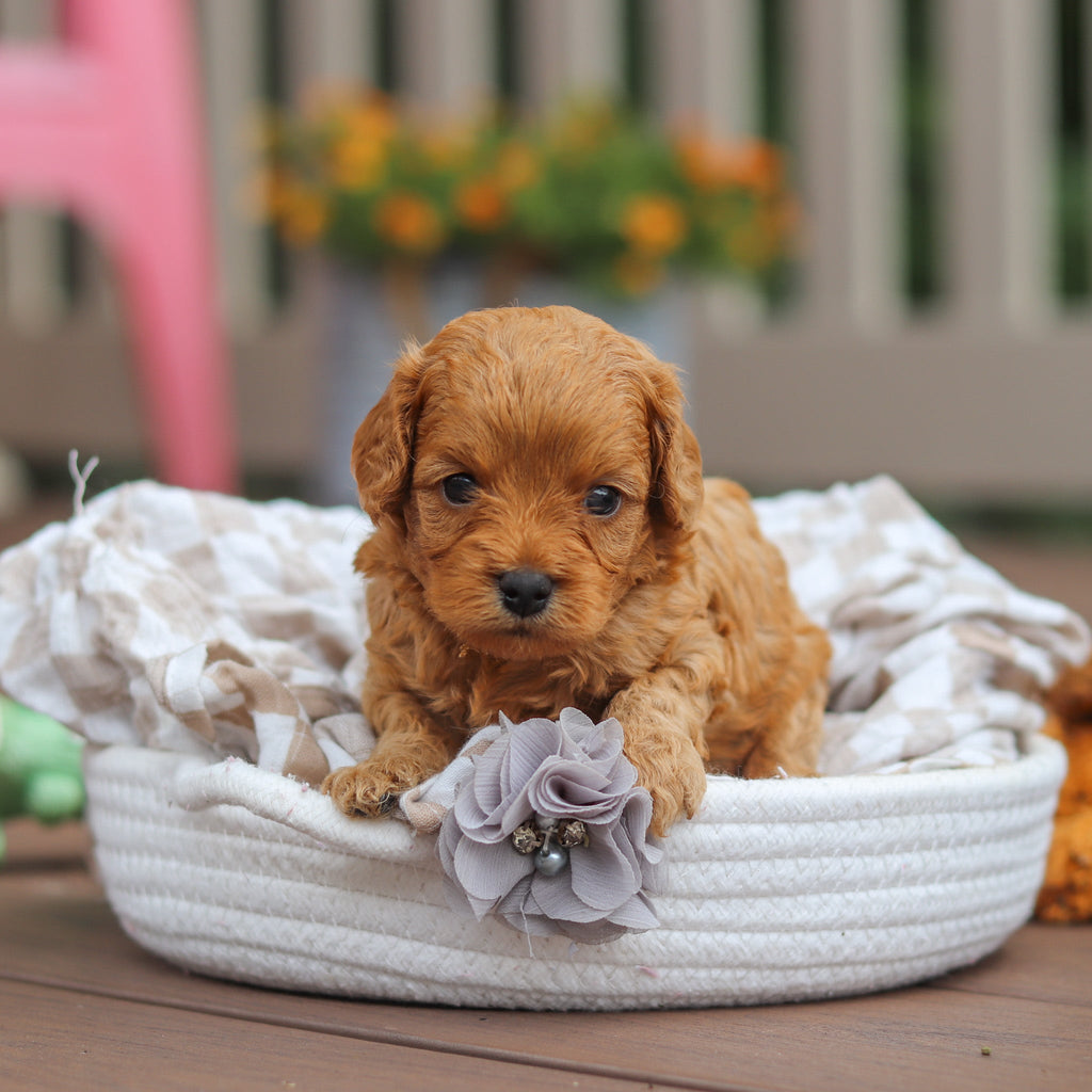 Franklin - Available Now