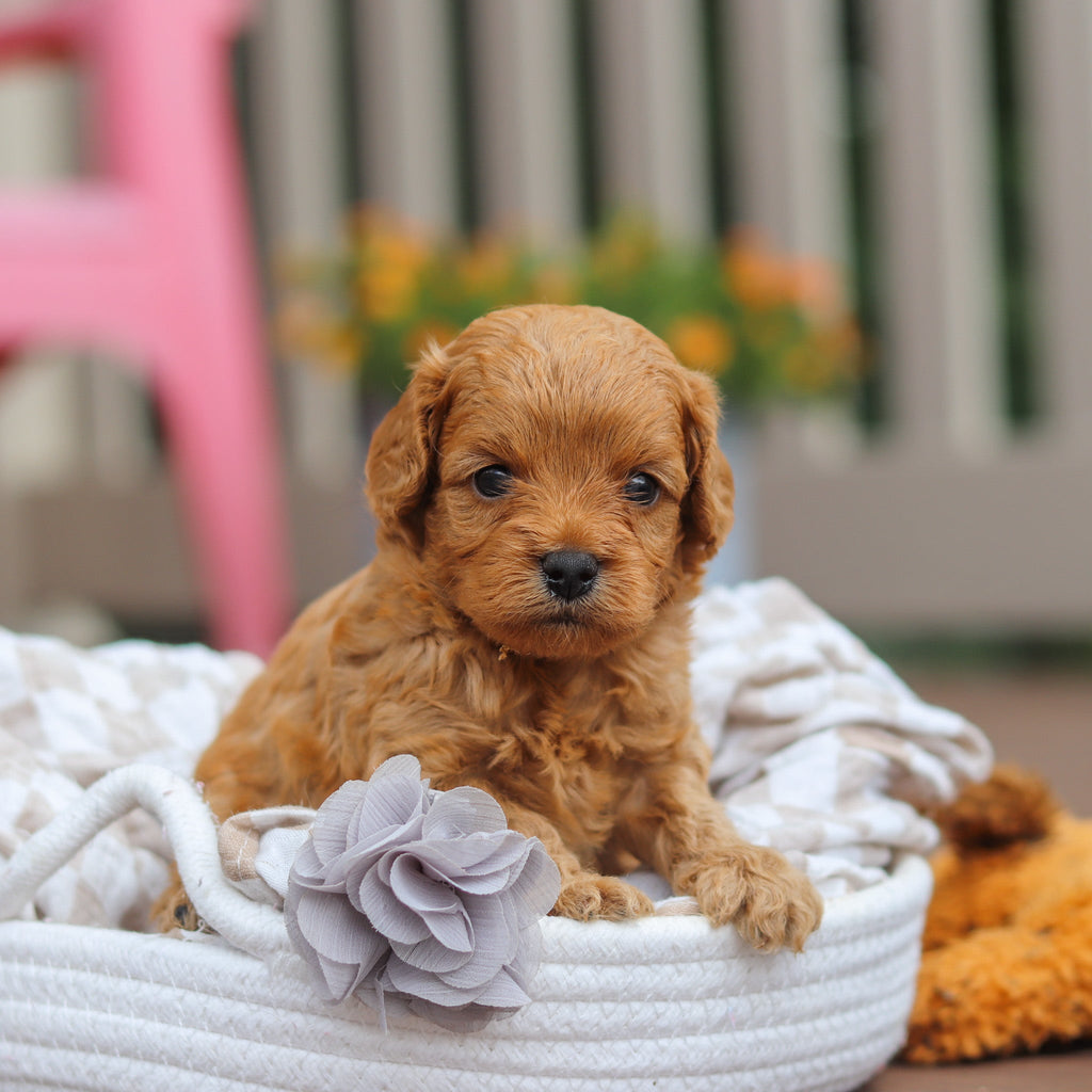 Franklin - Available Now