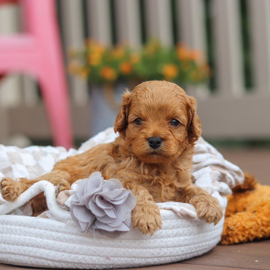 Franklin - Available Now