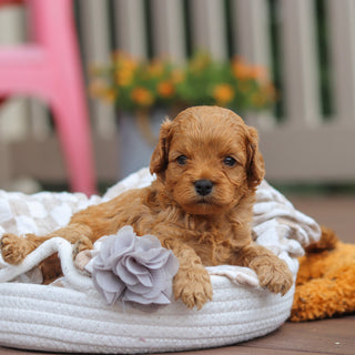 Franklin - Available Now