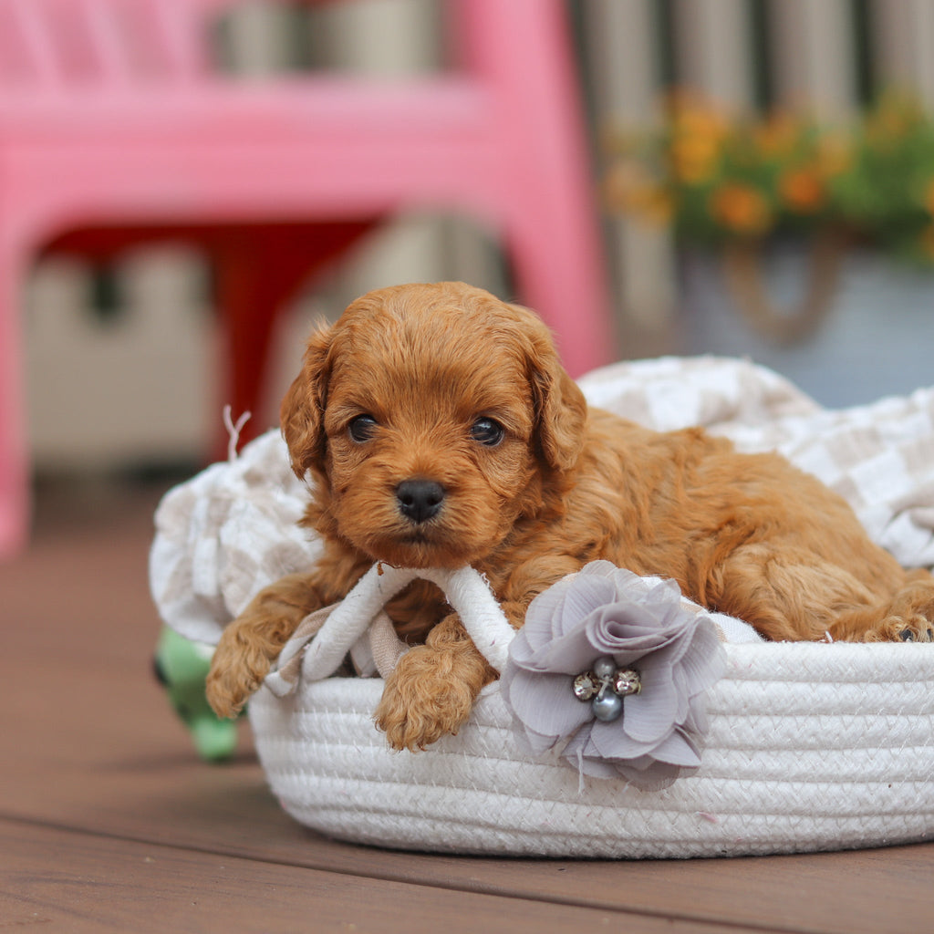 Franklin - Available Now