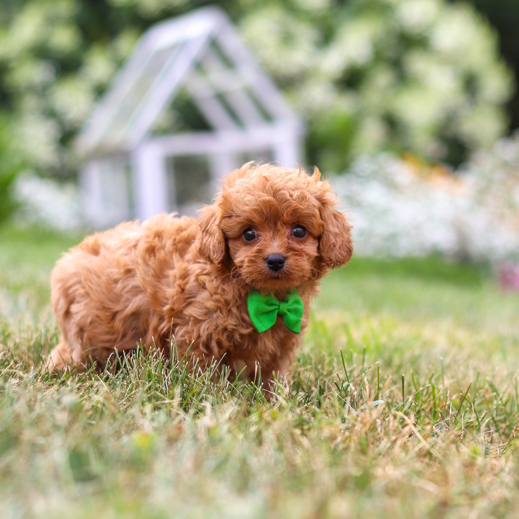 Franklin - Available Now