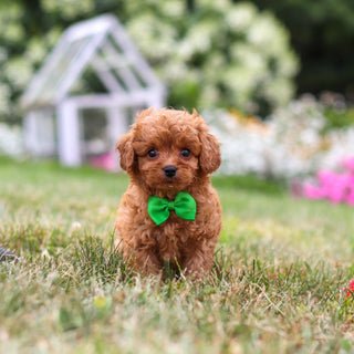 Franklin - Available Now