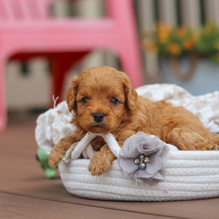 Franklin - Available Now