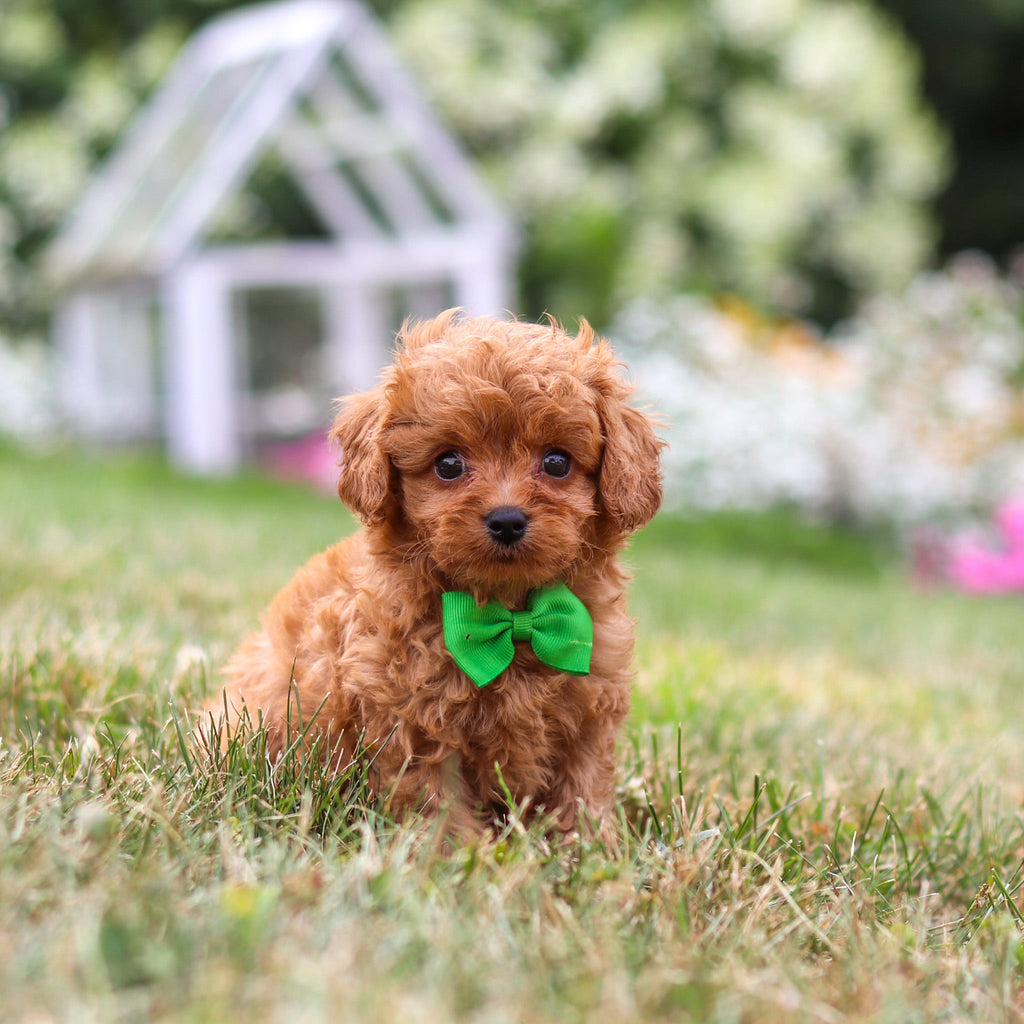 Franklin - Available Now