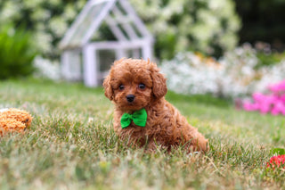 Franklin - Available Now