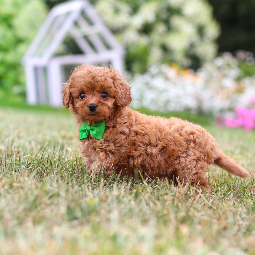 Franklin - Available Now