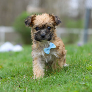 Pierre - Available 5/14