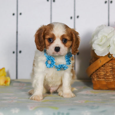 Marty - Available Now