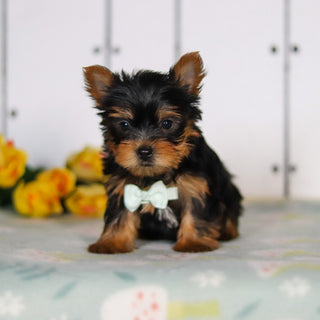 Declan - Available 5/14