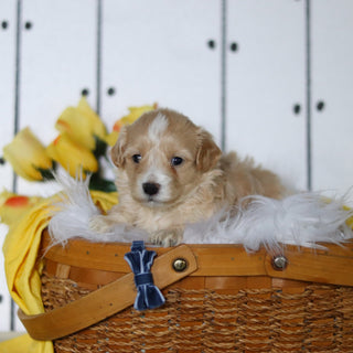 Lemon - Available 5/14