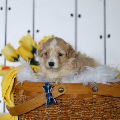 Lemon - Available 5/14