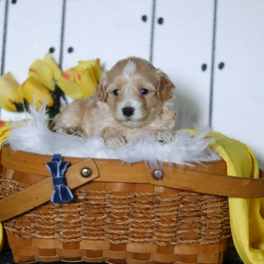 Lemon - Available 5/14