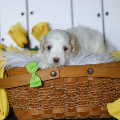 Larry - Available 5/14