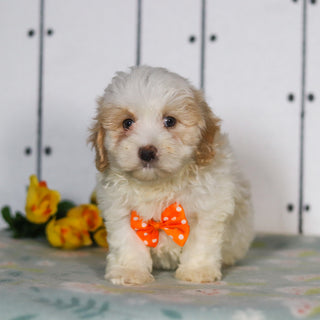 Larry - Available 5/14