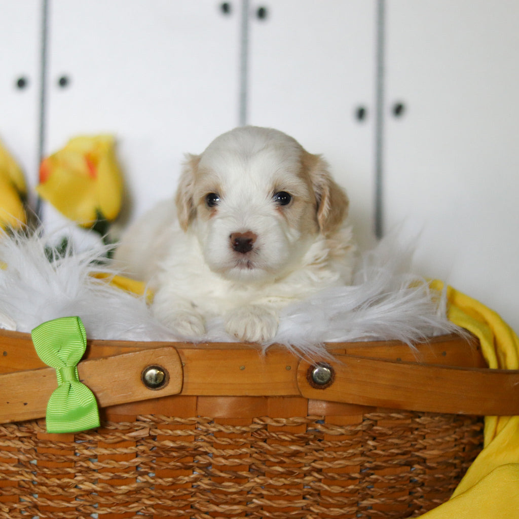 Larry - Available 5/14