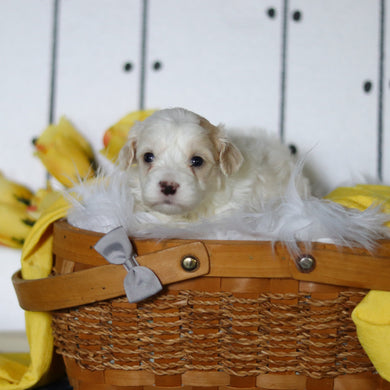 Leon - Available 5/14