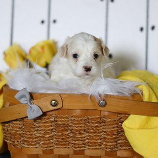Leon - Available 5/14
