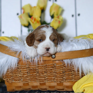 Vinny - Available 5/14