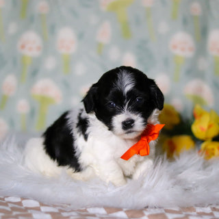 Oliver - Available Now