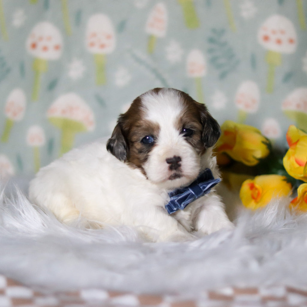 Toby - Available Now