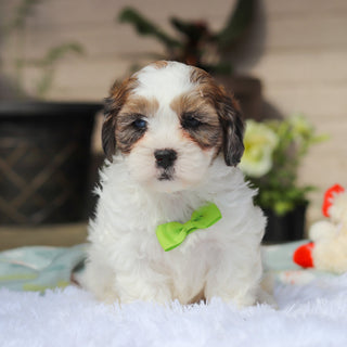 Toby - Available Now
