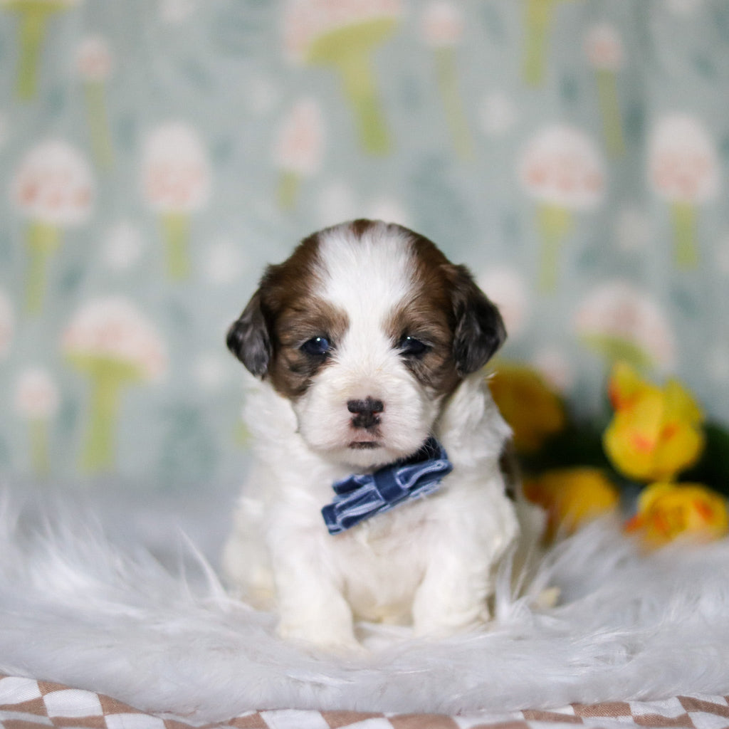 Toby - Available Now