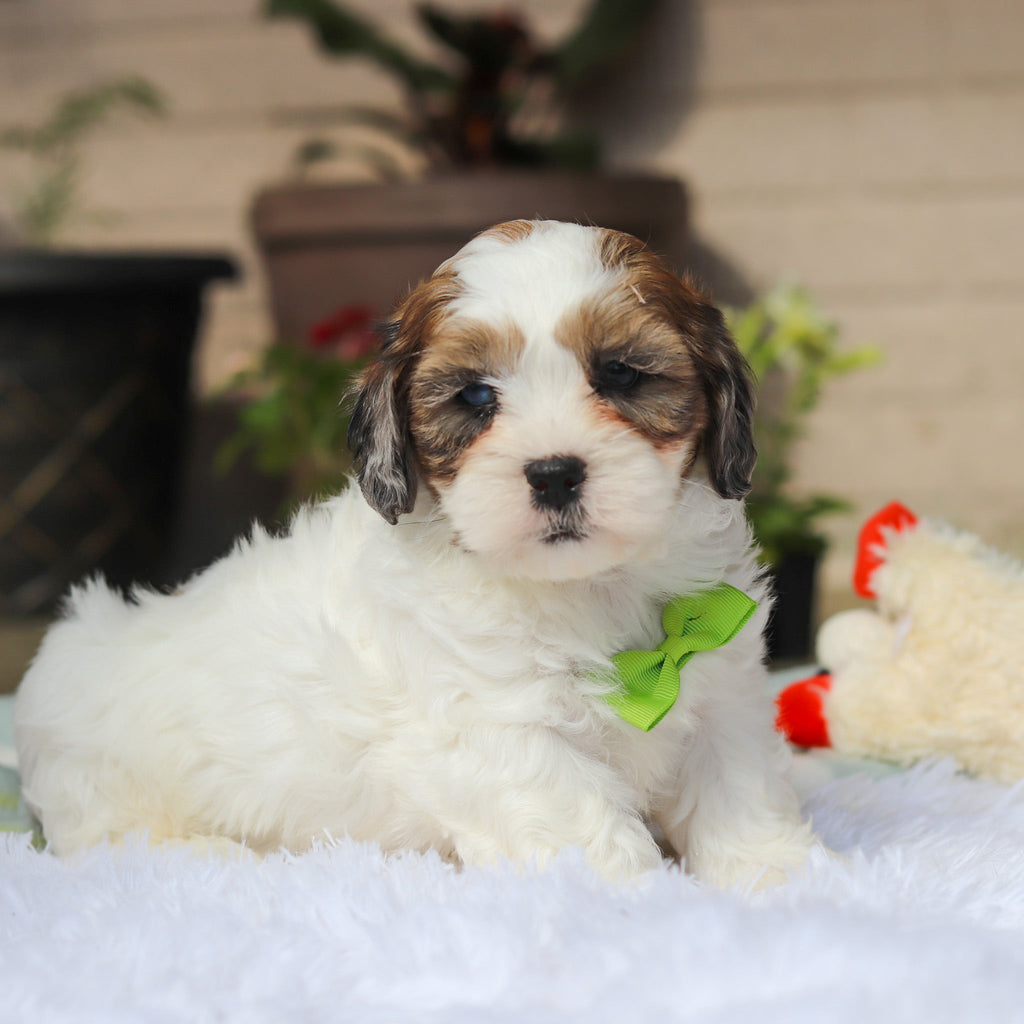 Toby - Available Now