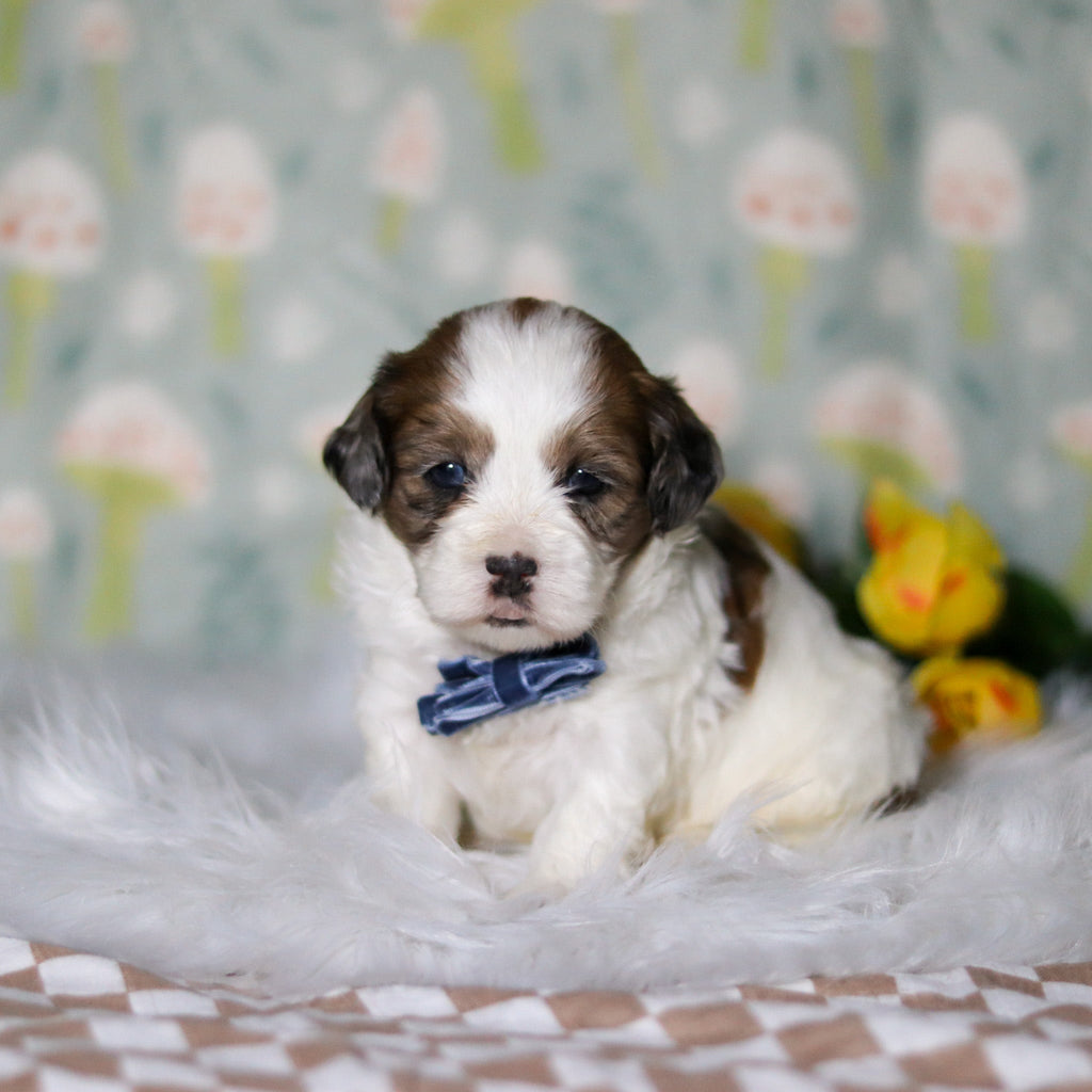 Toby - Available Now