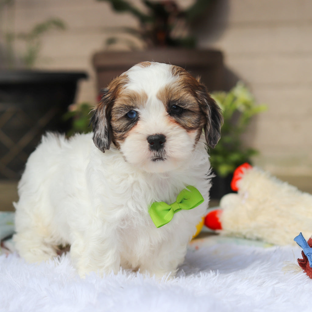Toby - Available 5/21