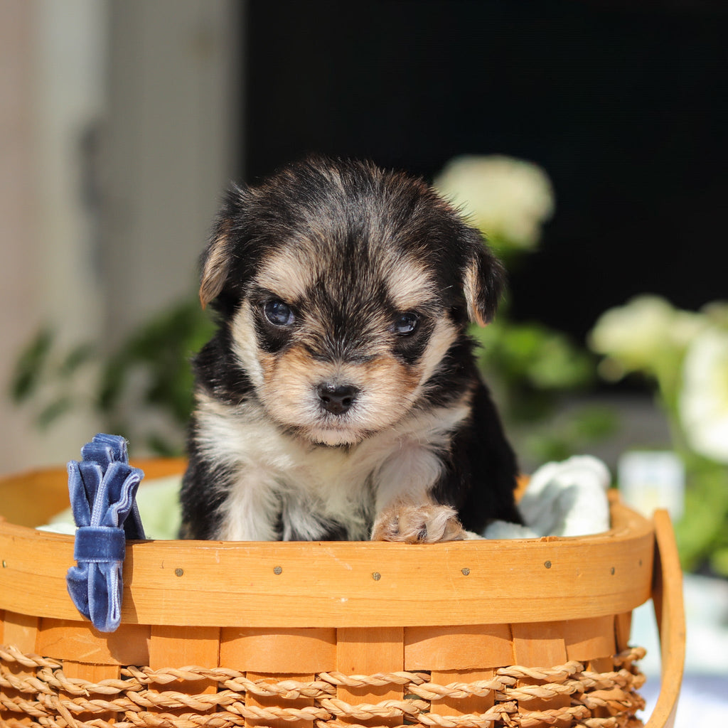 Rocky - Available Now