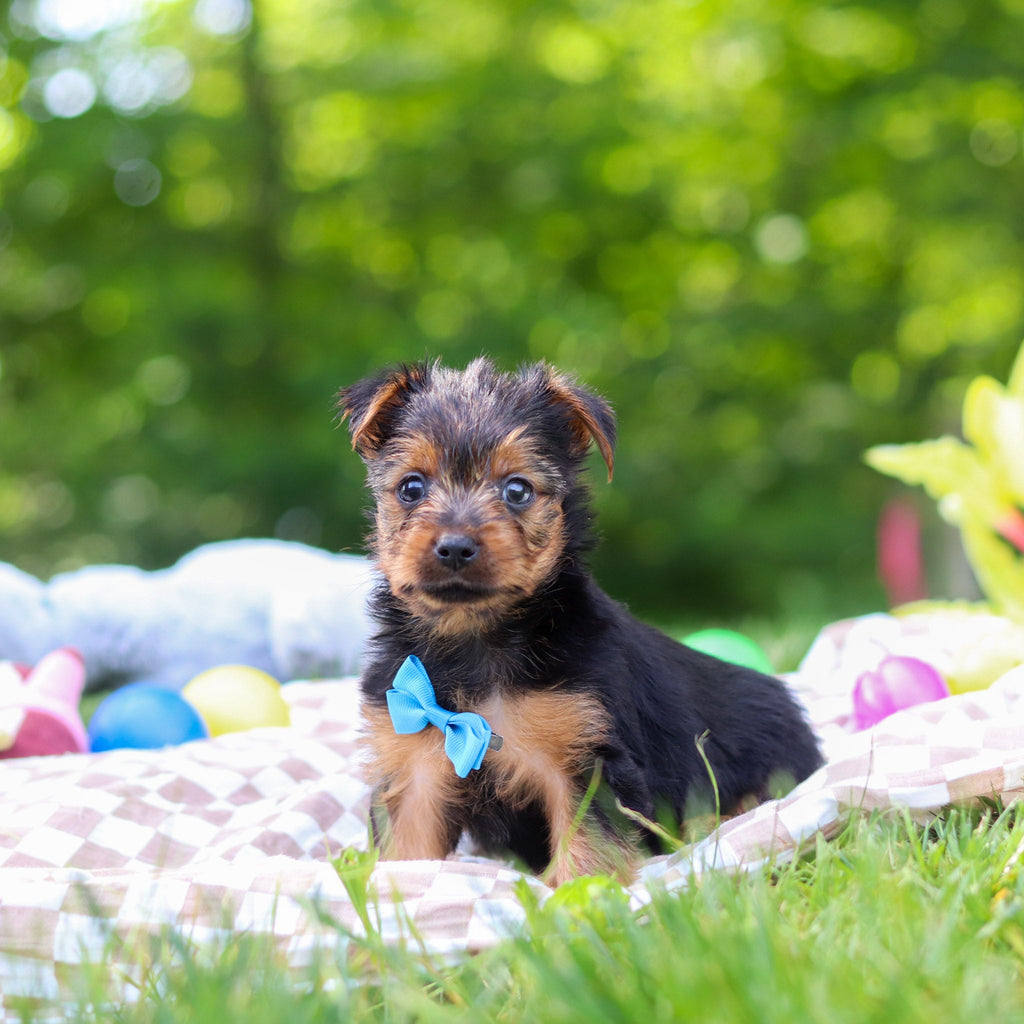 Stallone - Available 6/25
