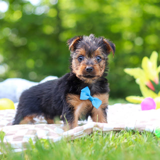 Stallone - Available 6/25