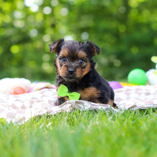 Stafford - Available 6/25