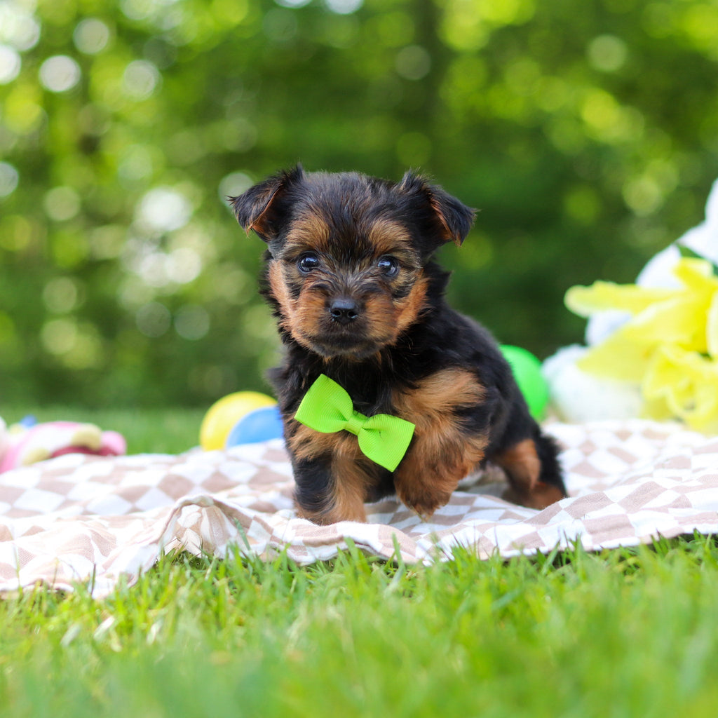 Stafford - Available 6/25