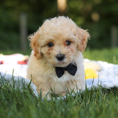 Odin - Available 6/18