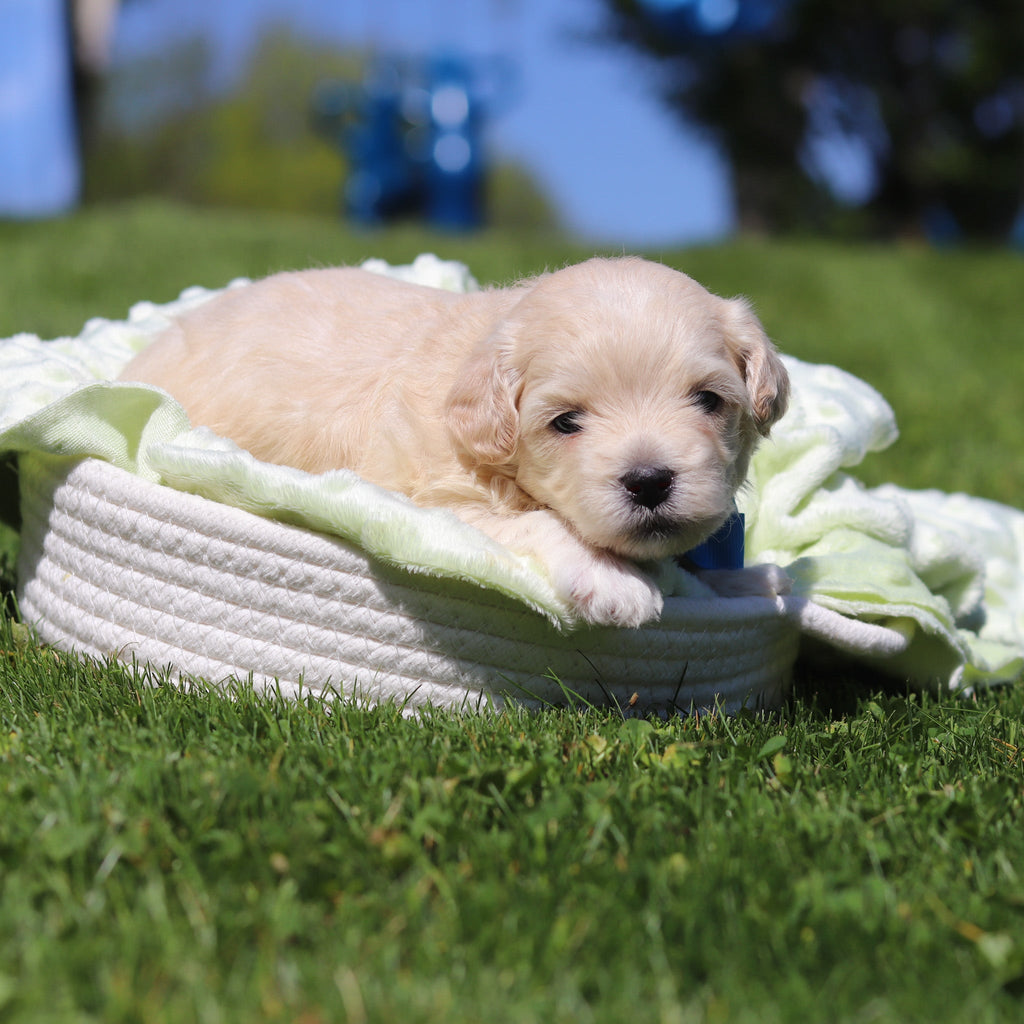 Obi - Available 6/18