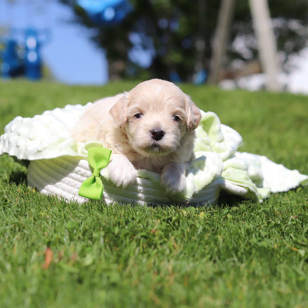 Otis - Available 6/18