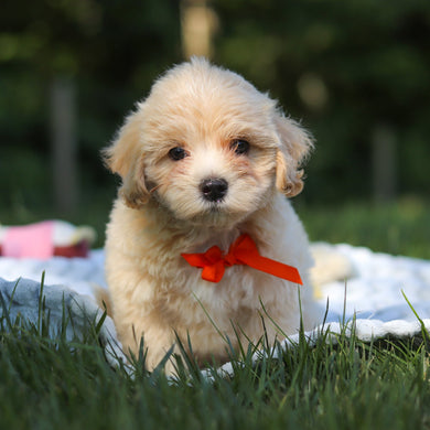 Otis - Available 6/18