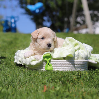 Otis - Available 6/18