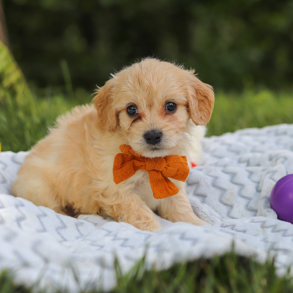 Jefferson - Available 7/9