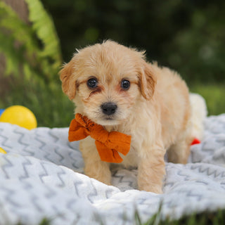 Jefferson - Available 7/9