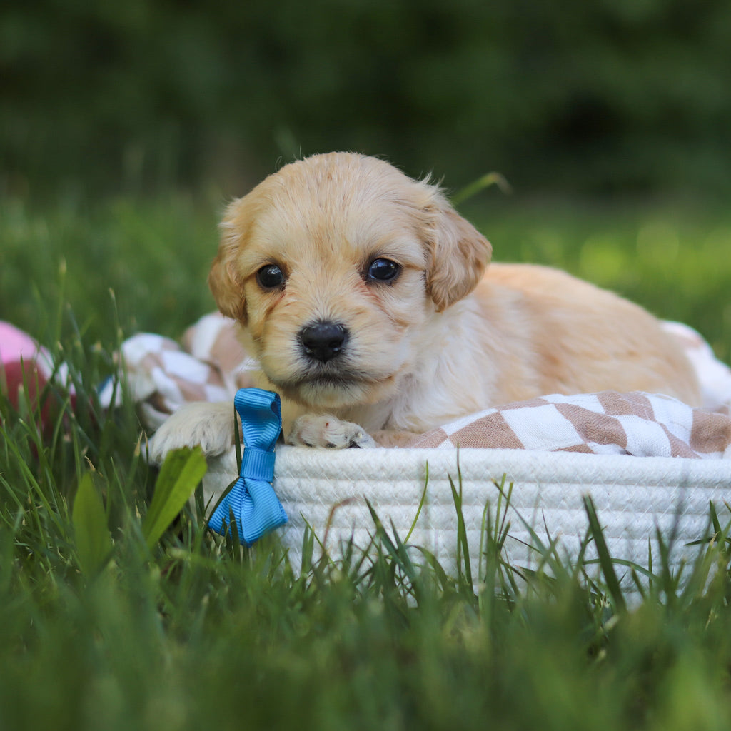 Jefferson - Available 7/9