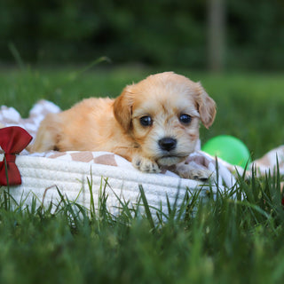 Jenson - Available 7/9