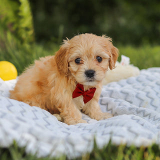 Jenson - Available 7/9