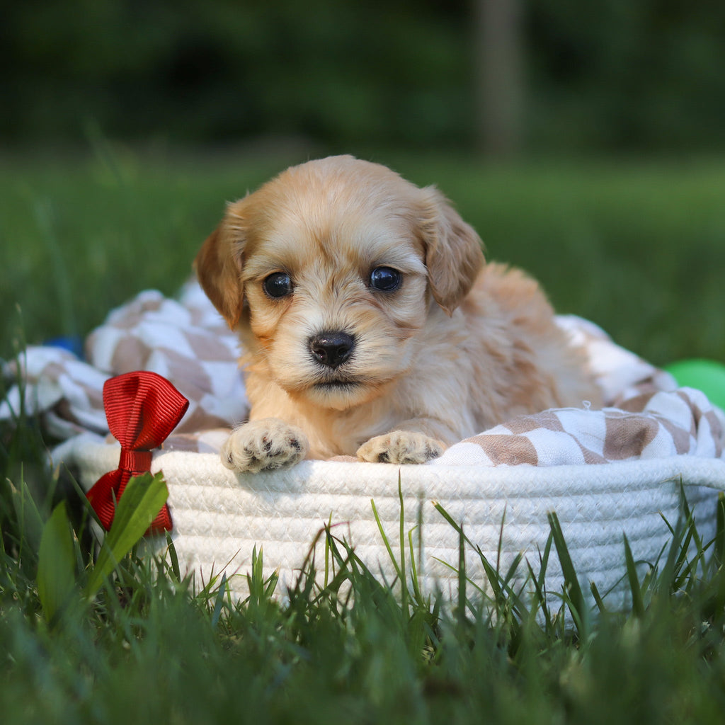 Jenson - Available 7/9