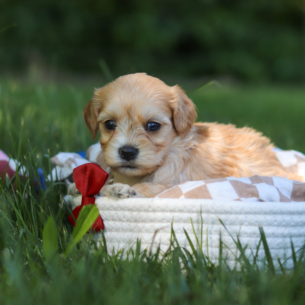 Jenson - Available 7/9